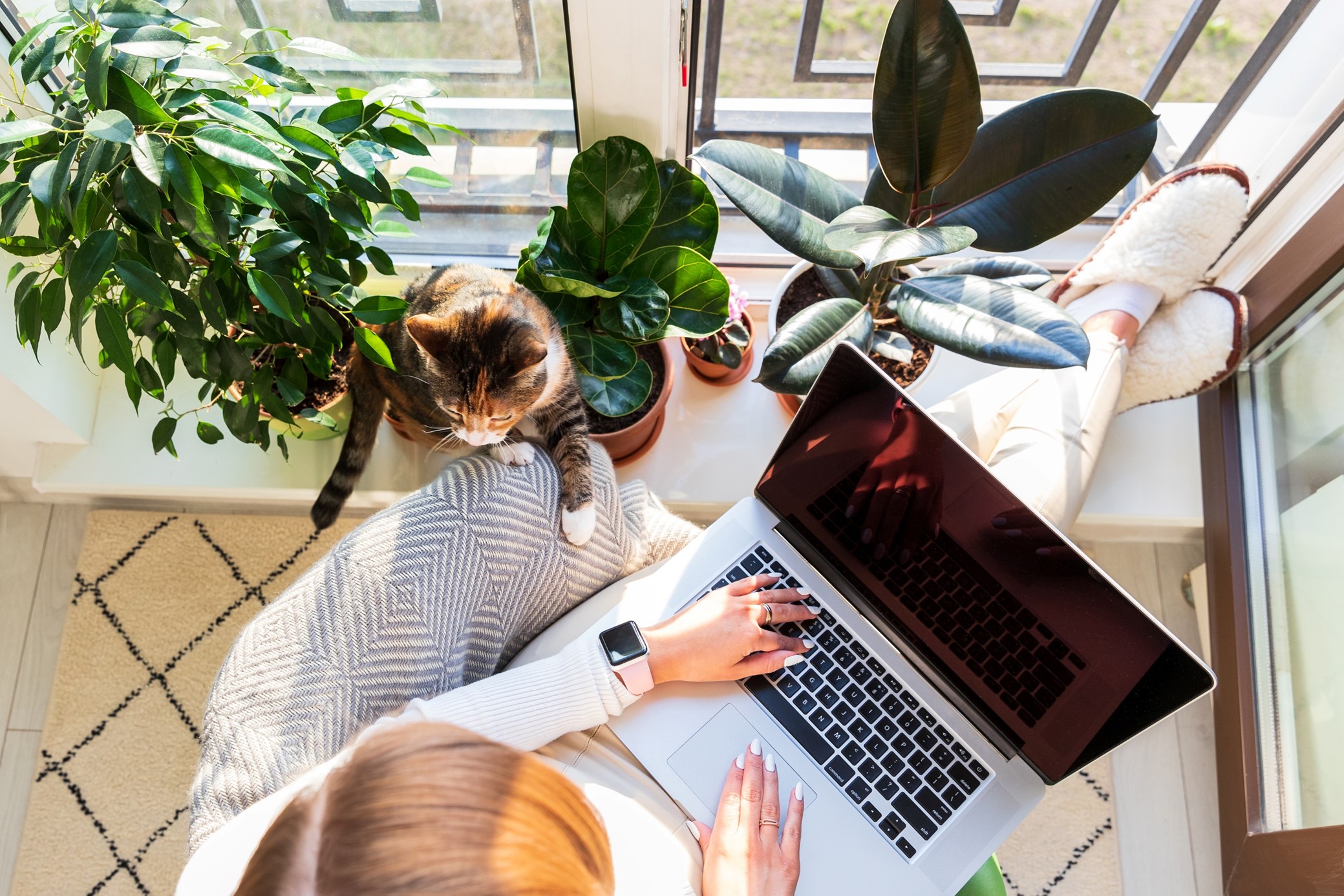 Person och katt vid laptop i hemmiljö